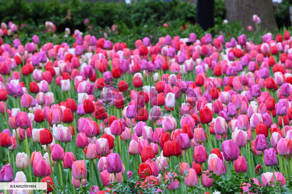 Tulip Garden in New York