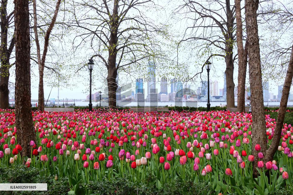 Tulip Garden in New York