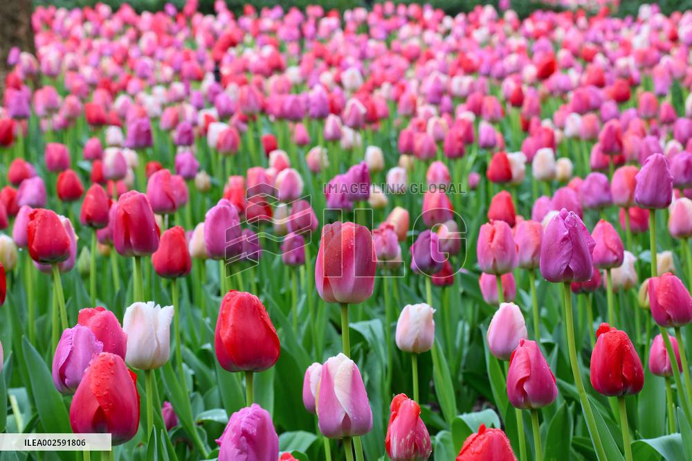 Tulip Garden in New York