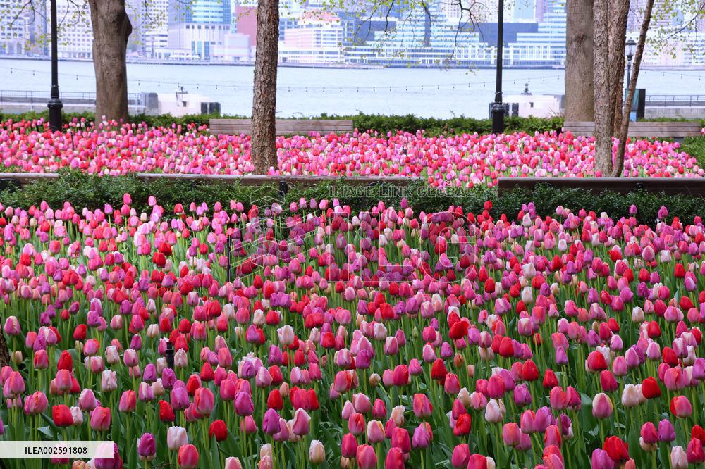 Tulip Garden in New York