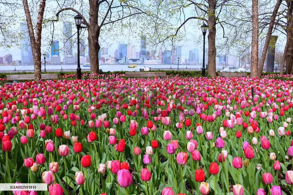 Tulip Garden in New York