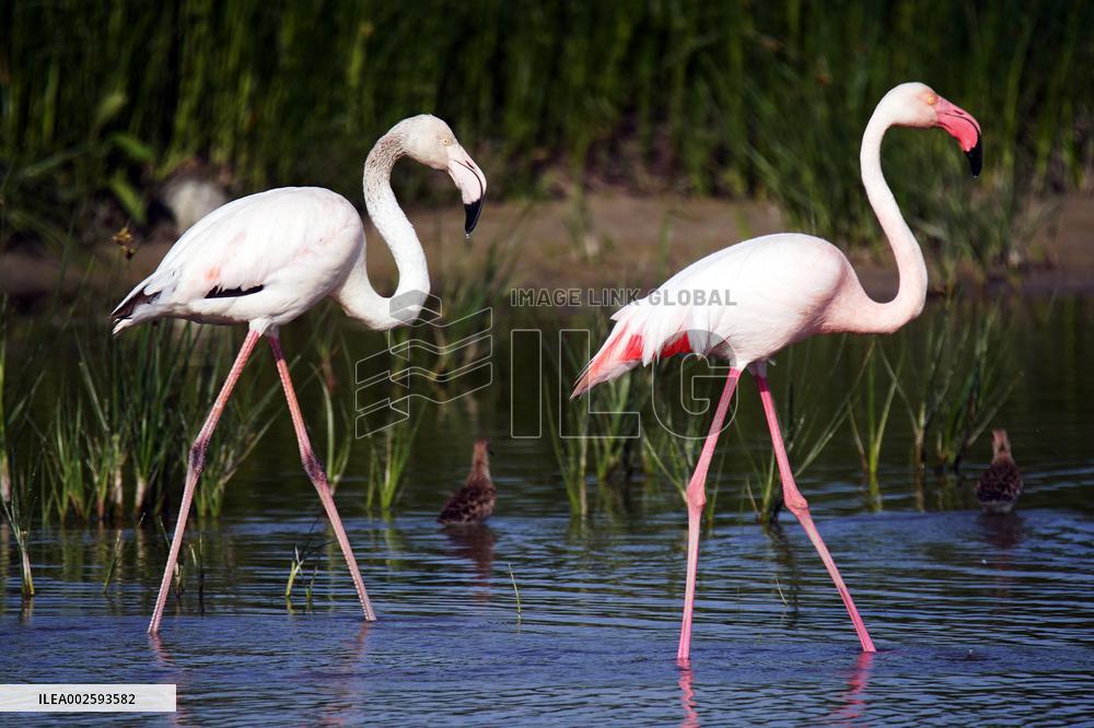 Flamingos Return To Fuente Piedra Lagoon