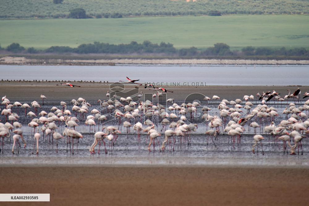 Flamingos Return To Fuente Piedra Lagoon