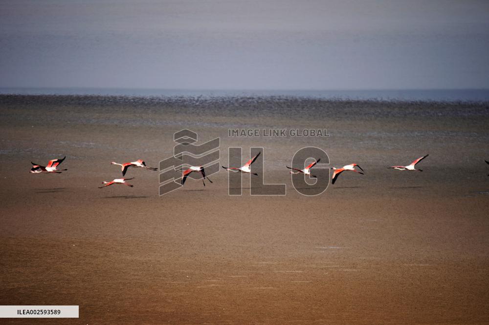 Flamingos Return To Fuente Piedra Lagoon