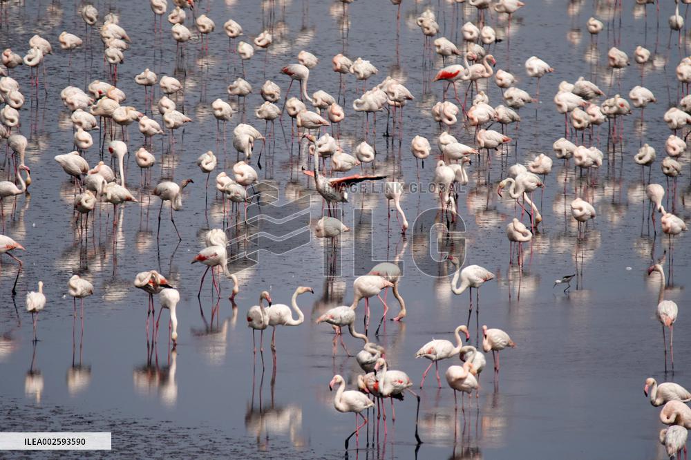 Flamingos Return To Fuente Piedra Lagoon