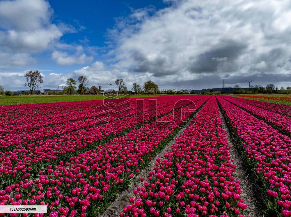 Tulip Fields - Netherlands