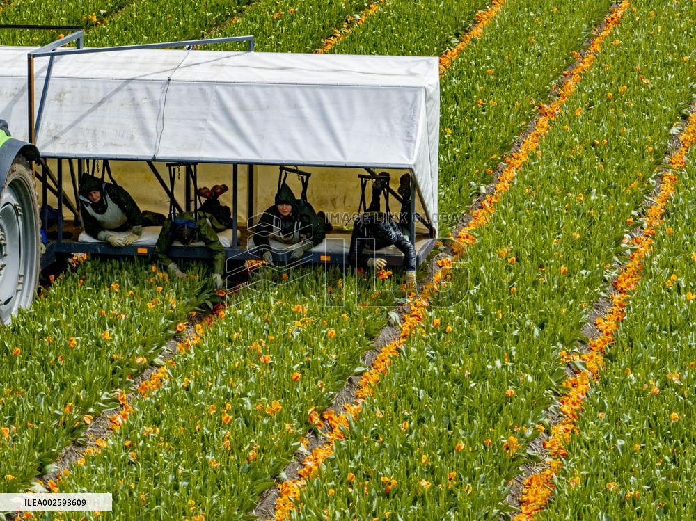 Tulip Fields - Netherlands