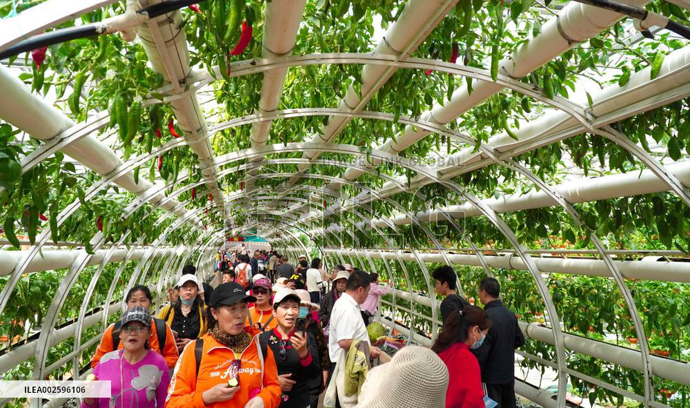 CHINA-SHANDONG-SHOUGUANG-VEGETABLE EXPO (CN)