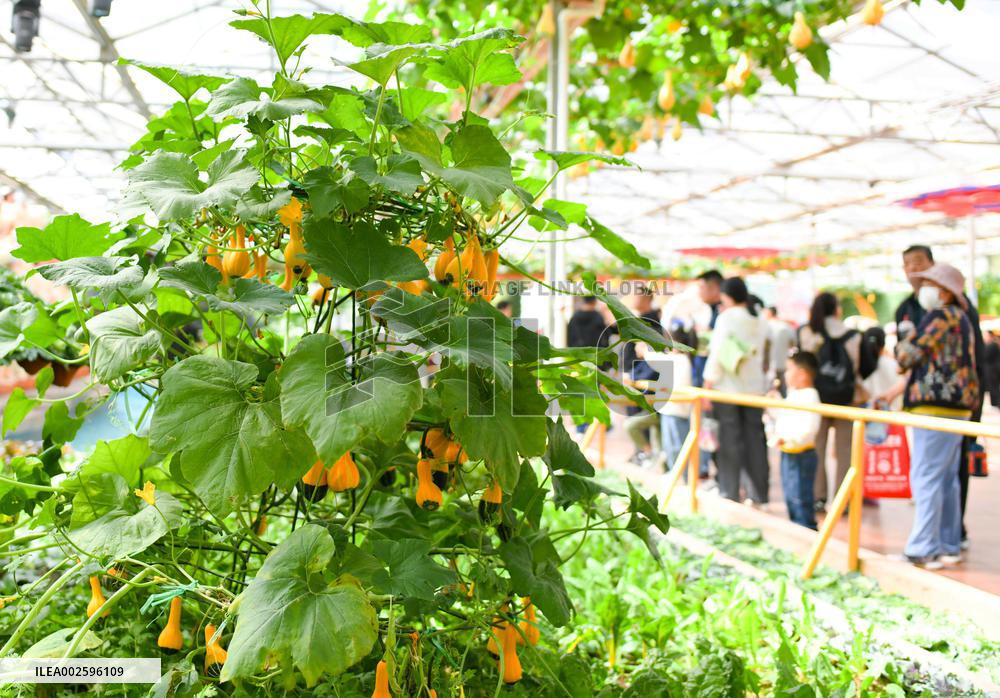 #CHINA-SHANDONG-SHOUGUANG-VEGETABLE EXPO (CN)