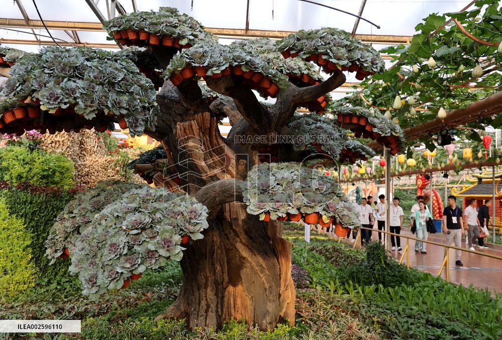 #CHINA-SHANDONG-SHOUGUANG-VEGETABLE EXPO (CN)