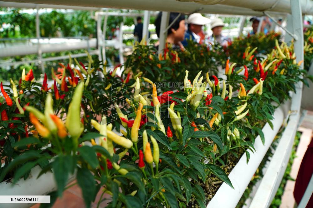 CHINA-SHANDONG-SHOUGUANG-VEGETABLE EXPO (CN)