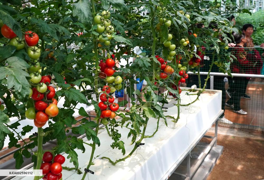 CHINA-SHANDONG-SHOUGUANG-VEGETABLE EXPO (CN)