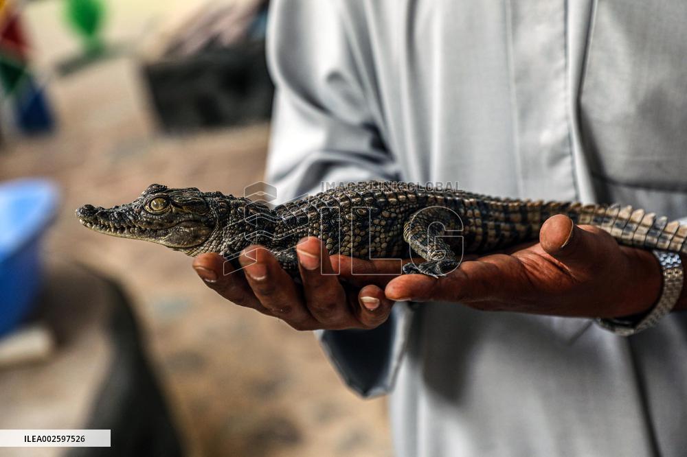 EGYPT-ASWAN-NUBIAN VILLAGE-CROCODILE BREEDING