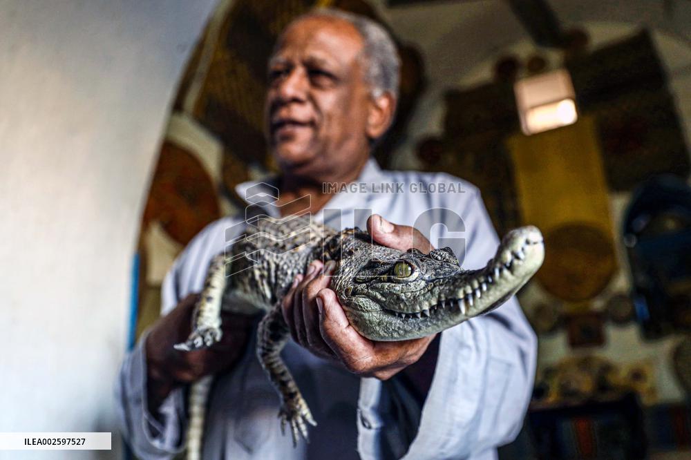 EGYPT-ASWAN-NUBIAN VILLAGE-CROCODILE BREEDING
