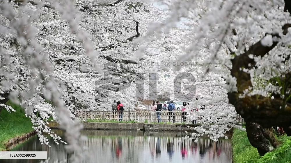 Cherry blossoms in northeastern Japan