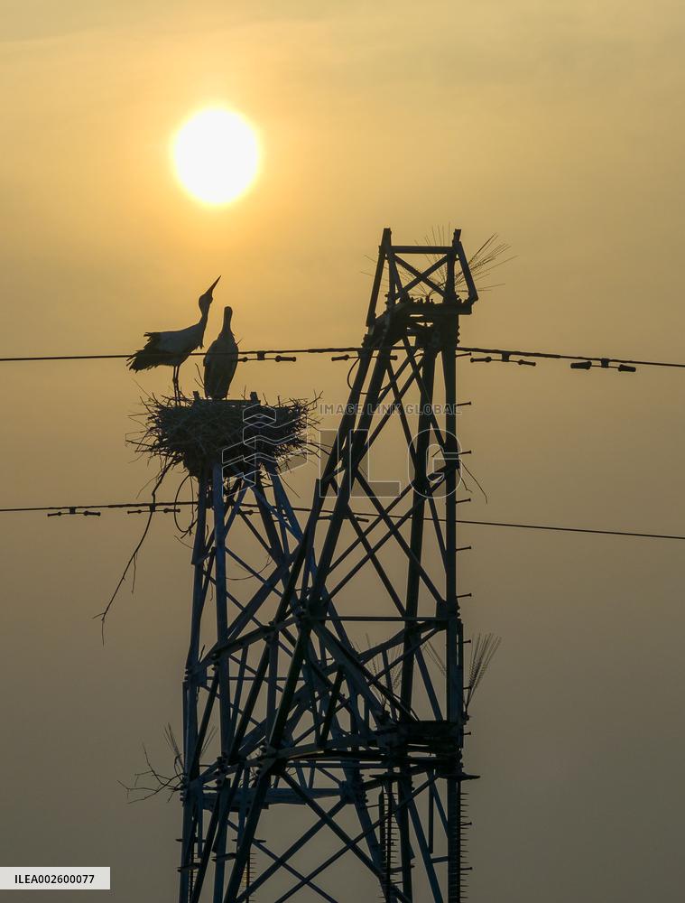 A Bird's Nest on A Power Tower in Xinghua