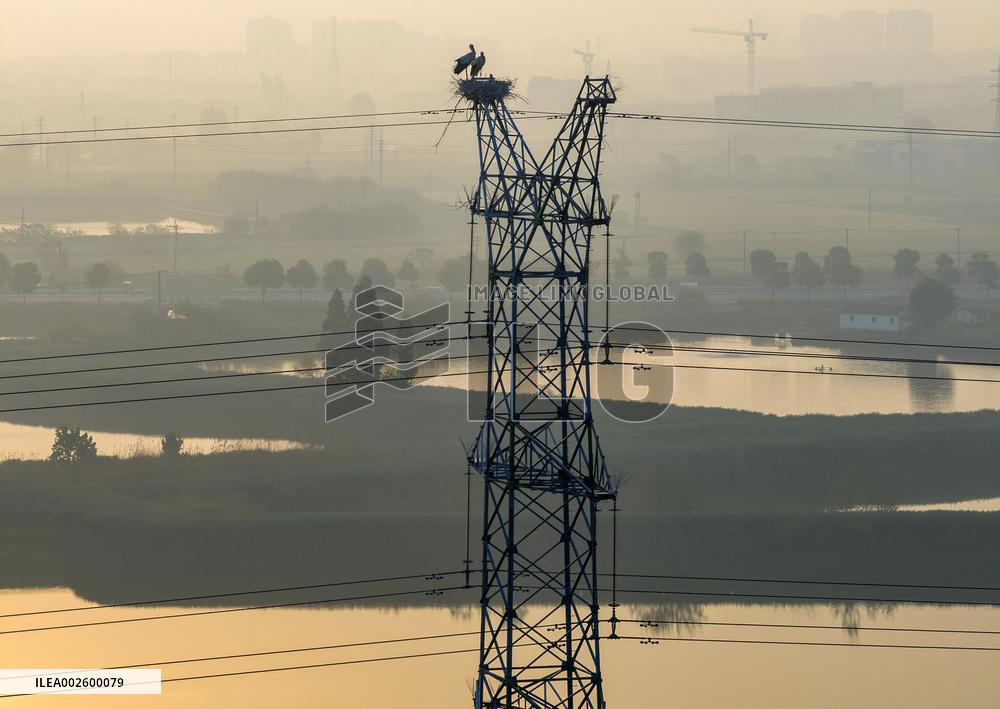 A Bird's Nest on A Power Tower in Xinghua