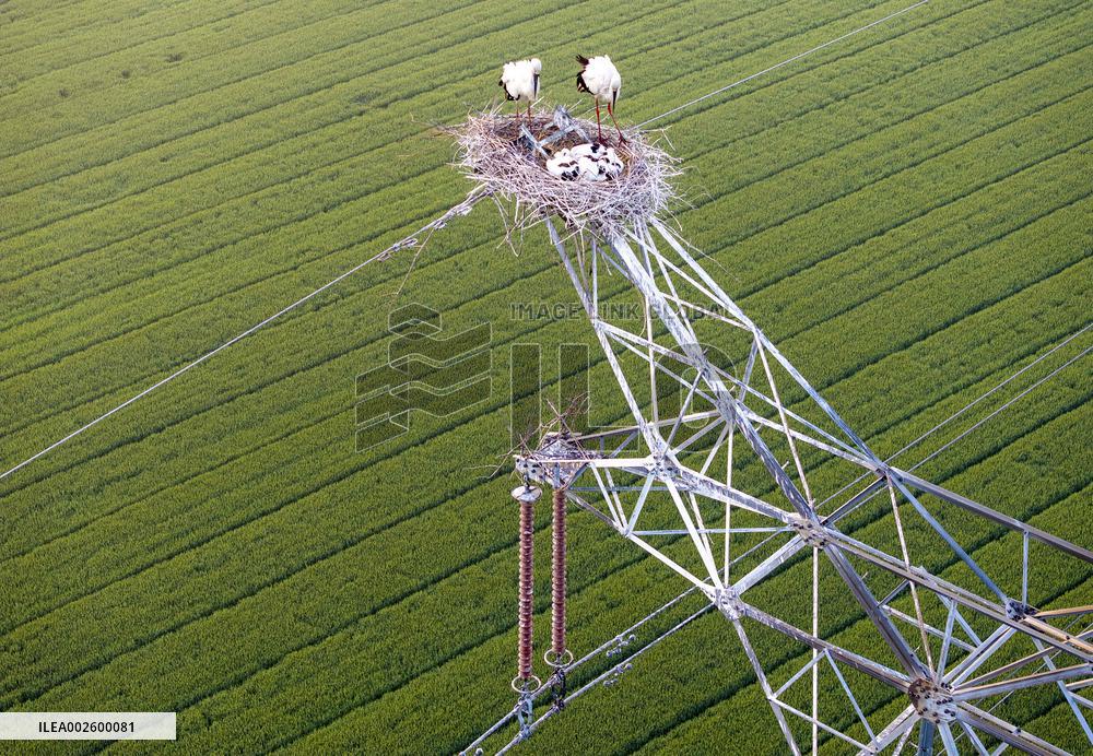 A Bird's Nest on A Power Tower in Xinghua