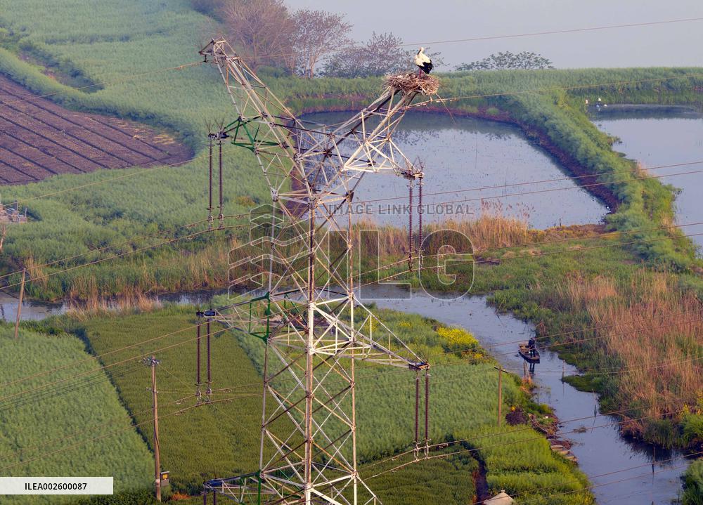 A Bird's Nest on A Power Tower in Xinghua