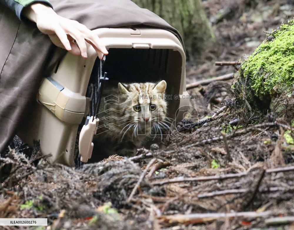Endangered leopard cat released on western Japan island