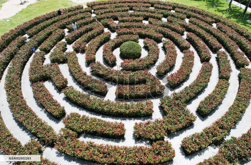 A Plant Maze in Hangzhou