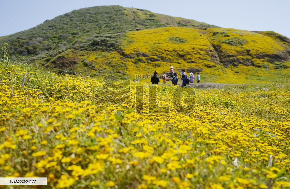 U.S.-CALIFORNIA-SAN MATEO-FLOWERS