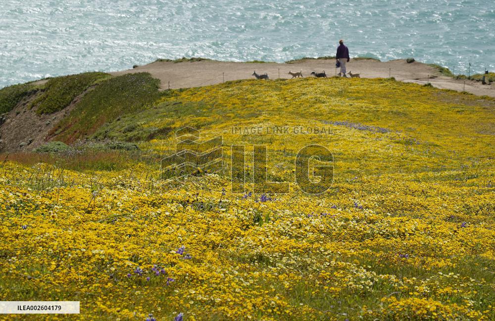 U.S.-CALIFORNIA-SAN MATEO-FLOWERS