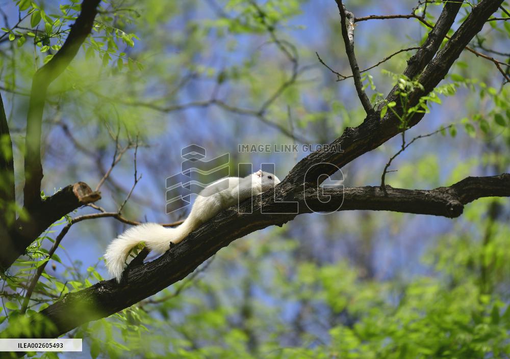 Rare White Squirrel