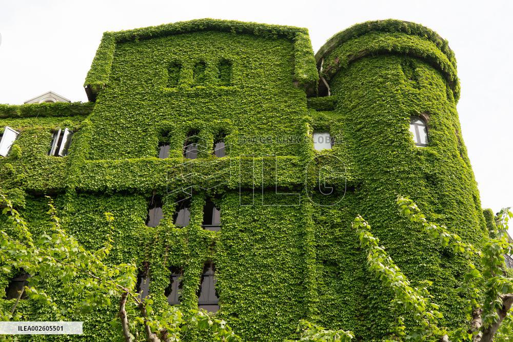 An Exterior Wall of A Building Covered With "Boston ivy" in Shanghai