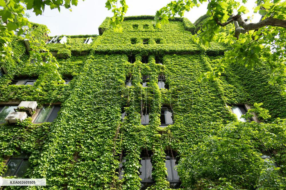 An Exterior Wall of A Building Covered With "Boston ivy" in Shanghai