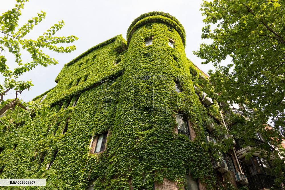 An Exterior Wall of A Building Covered With "Boston ivy" in Shanghai
