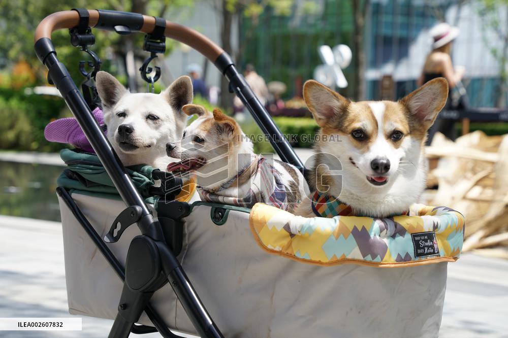 2024 International Flower Show in Shanghai