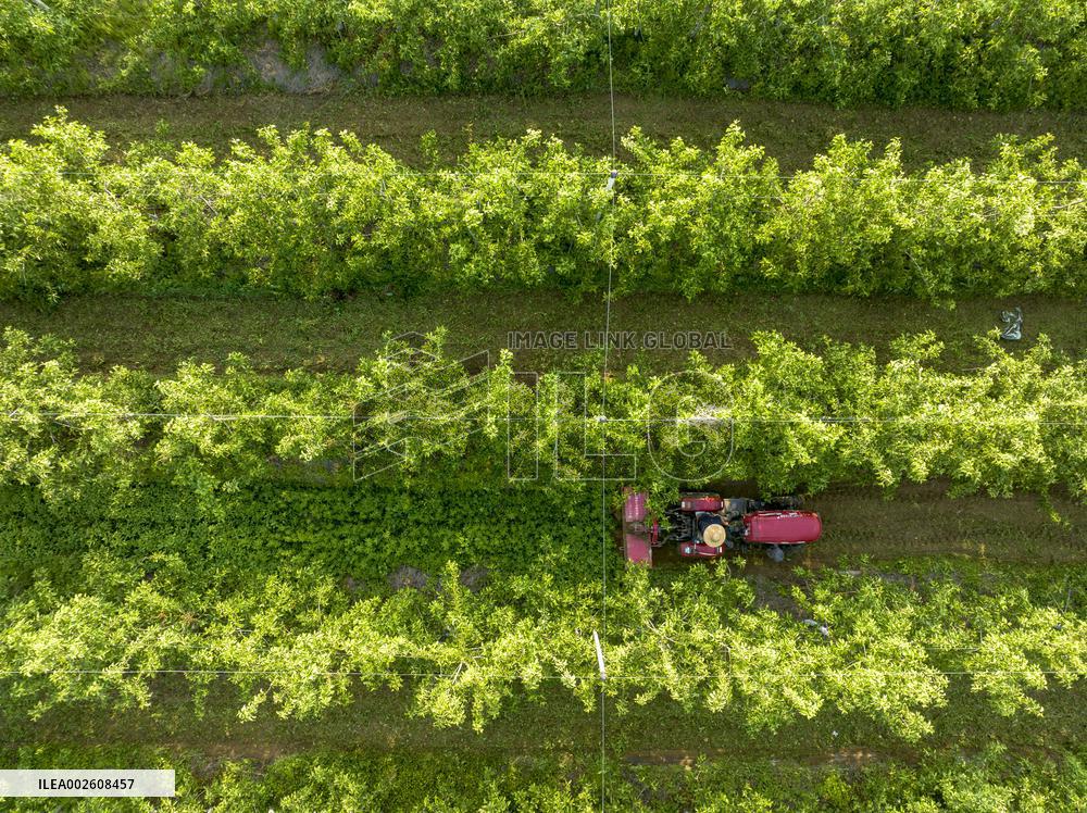 An Apple Orchard in Lianyungang