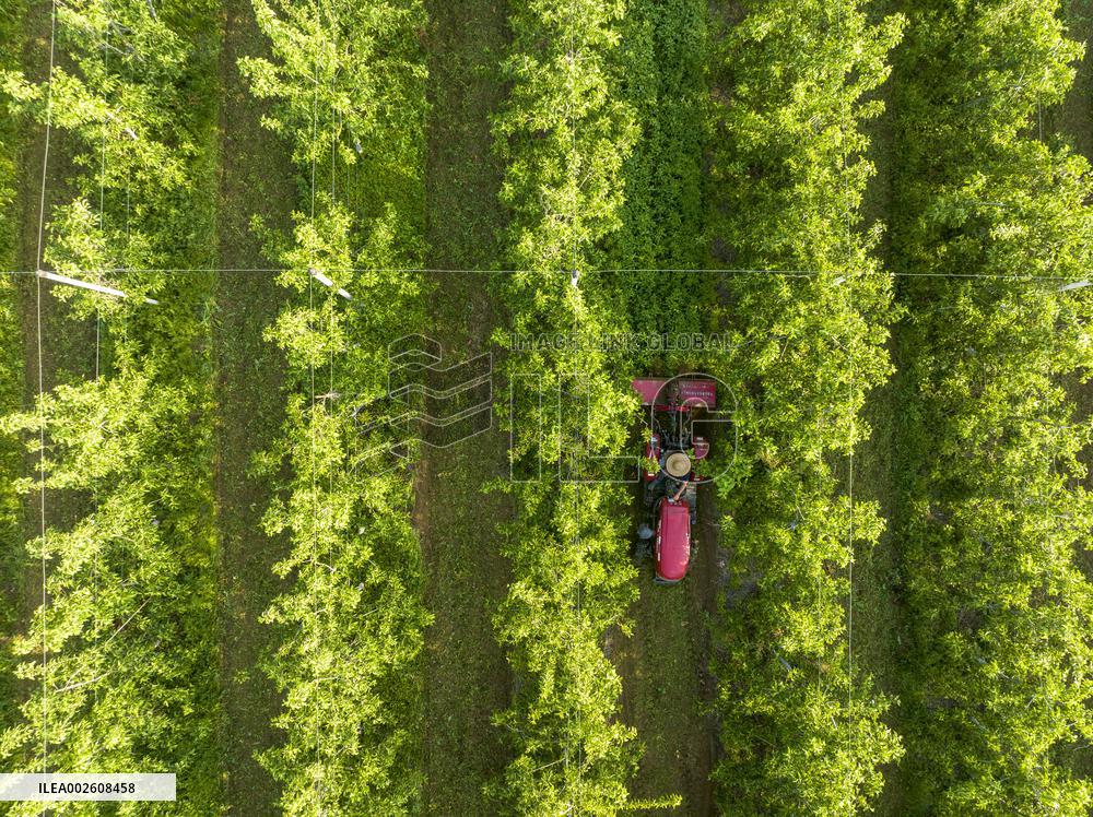 An Apple Orchard in Lianyungang