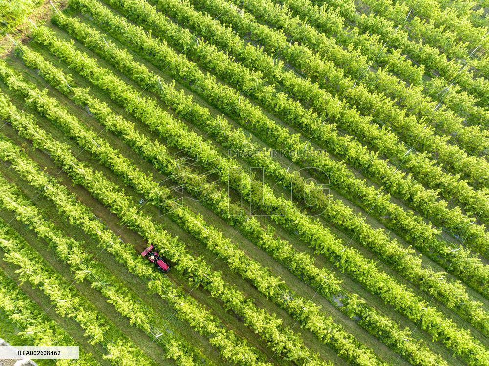 An Apple Orchard in Lianyungang