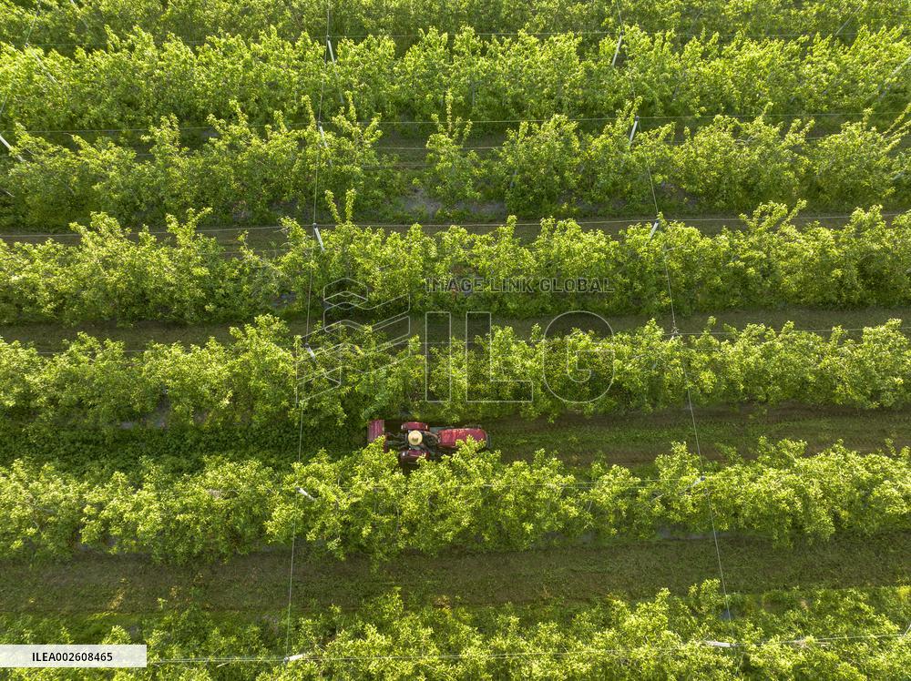 An Apple Orchard in Lianyungang