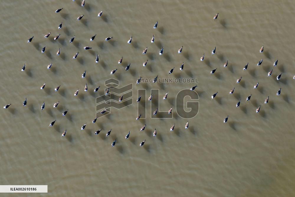 Long Feet Snipes Forage in Wetland