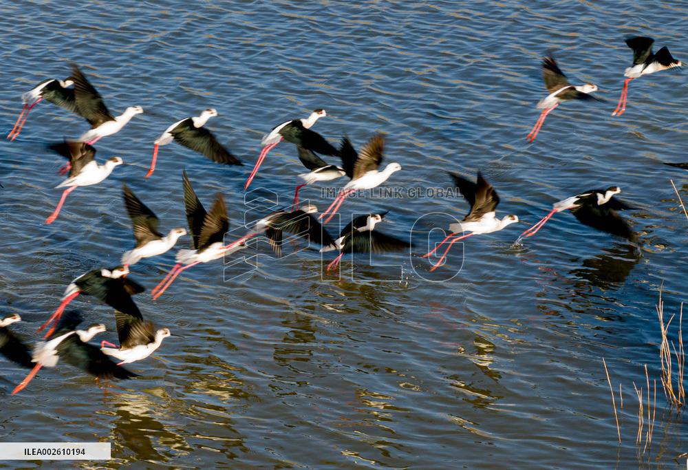 Long Feet Snipes Forage in Wetland