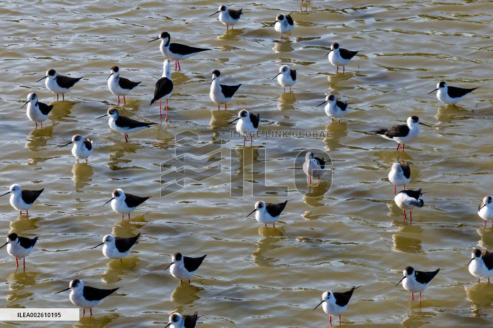 Long Feet Snipes Forage in Wetland