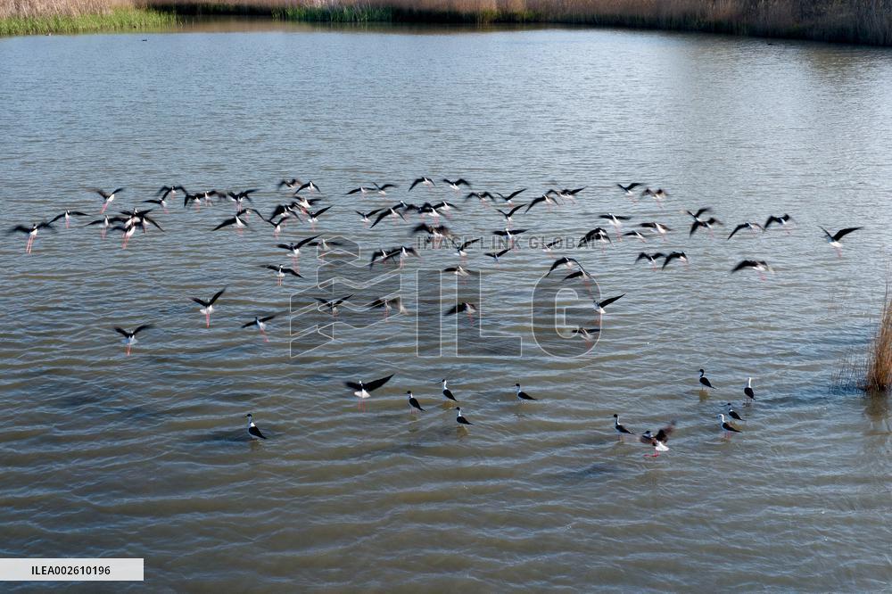 Long Feet Snipes Forage in Wetland