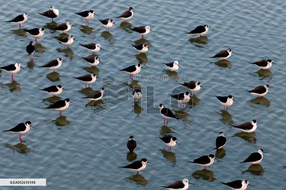 Long Feet Snipes Forage in Wetland