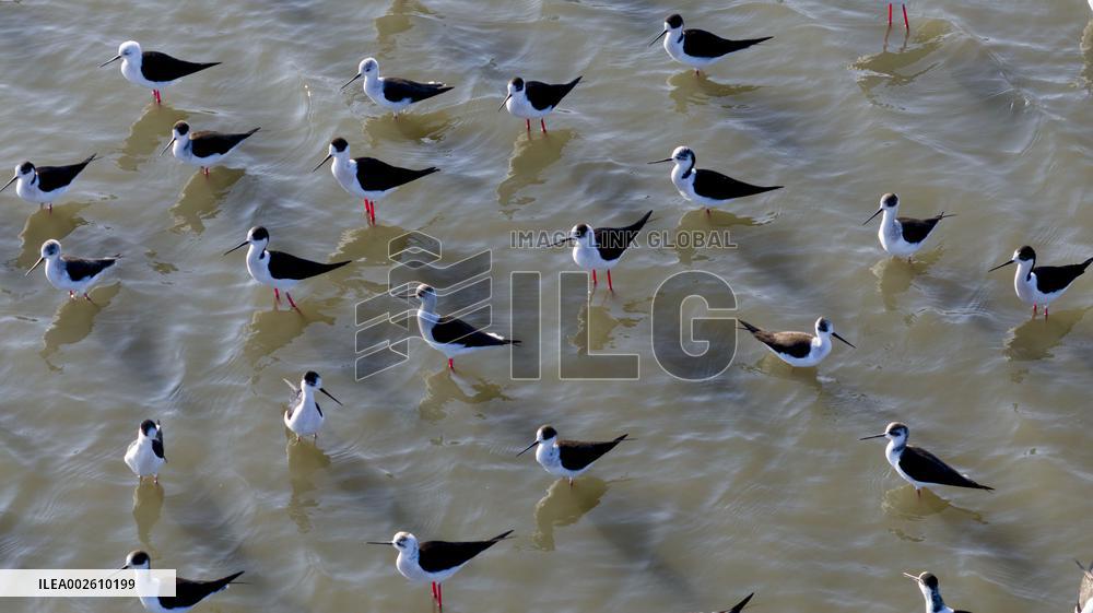 Long Feet Snipes Forage in Wetland