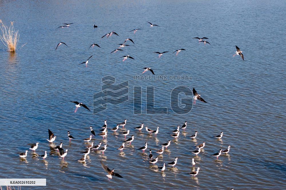Long Feet Snipes Forage in Wetland