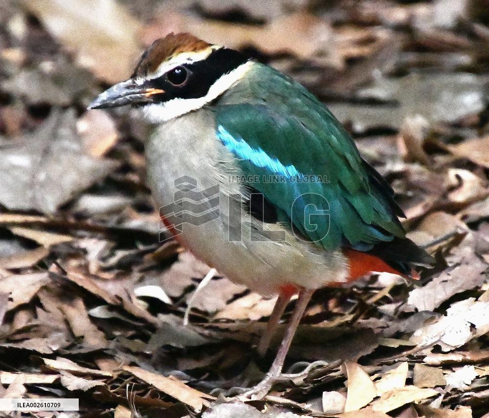 Fairy pitta