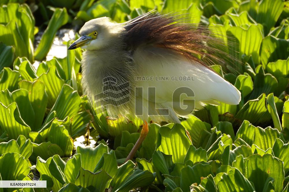 Indian Pond Heron - India