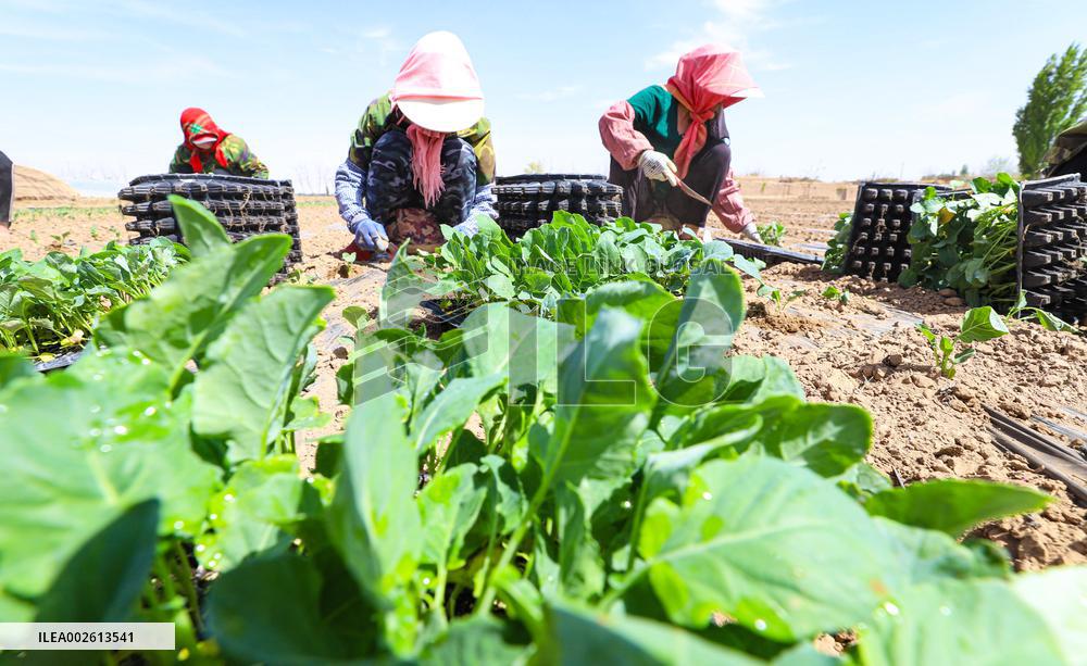 Plateau Summer Vegetable Planting Base in Zhangye