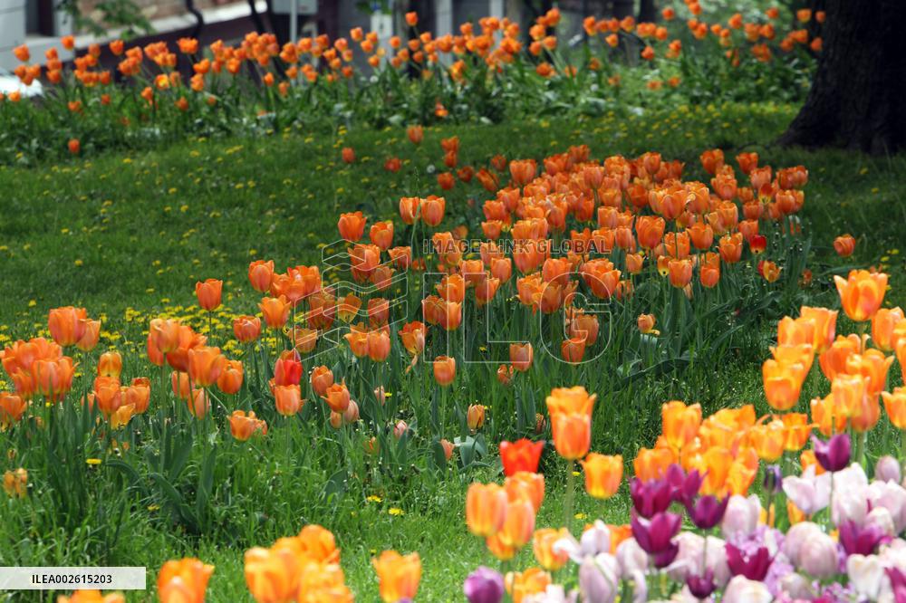 Tulips in Dnipro