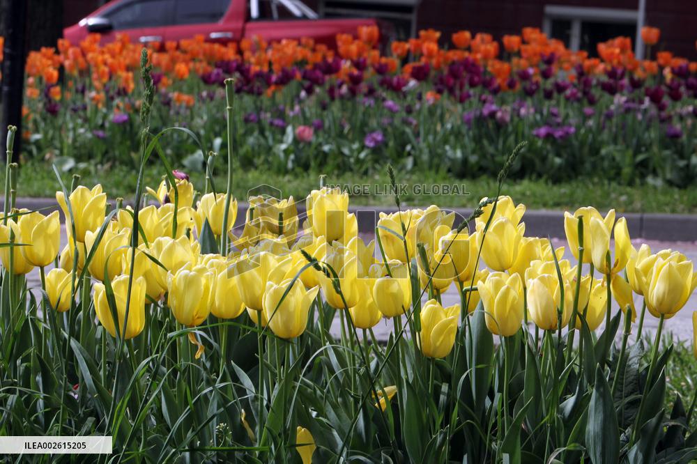 Tulips in Dnipro