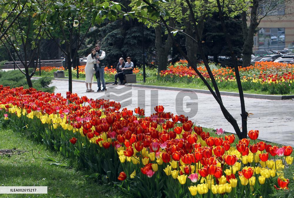 Tulips in Dnipro