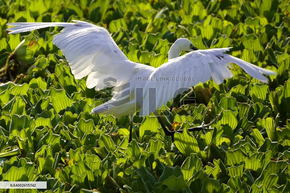 Egret Heron Seeking Food - India